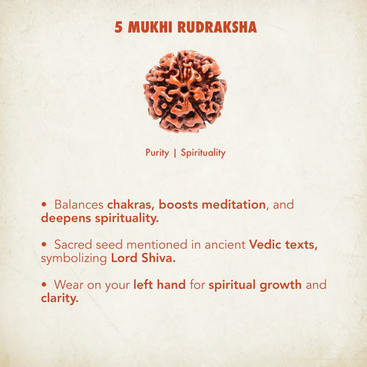 5 Mukhi Rudraksh